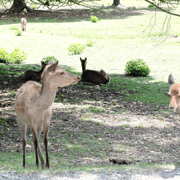 Deer in Nara
