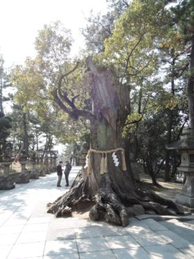 Ancient tree at Sumiyoshi taisha