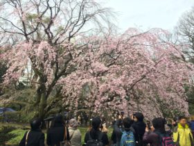 Famous 'Shidare Sakura' at Rikugien Tokyo
