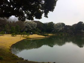 Large lake in the garden
