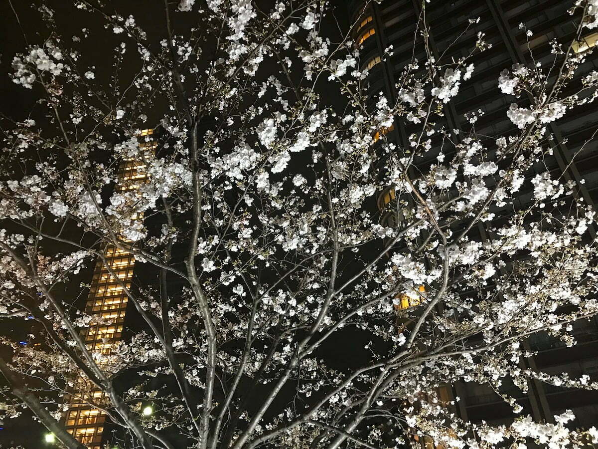 Sakura, cherry blossoms in Tokyo night