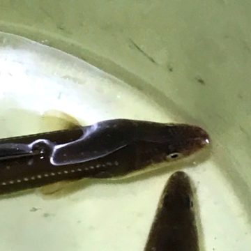 Sea eel, Anago at Tokyo Bay