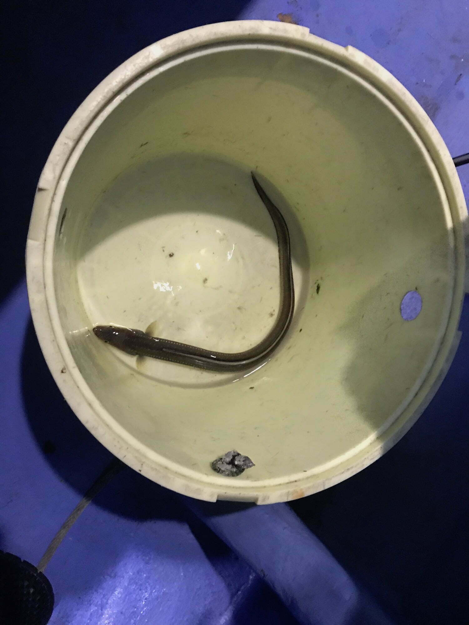 Conger eel, Japanese Anago