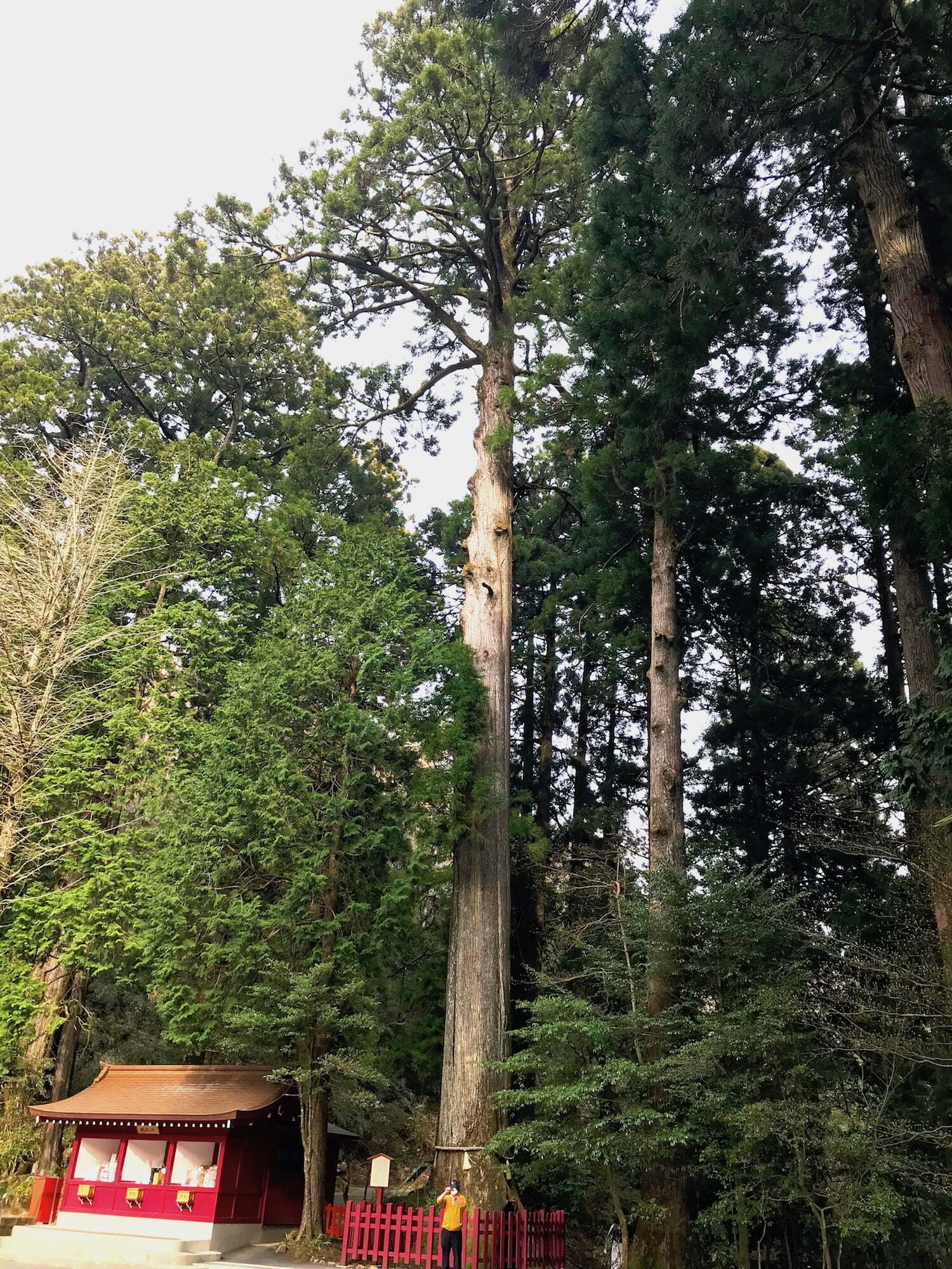 Tall tree maybe Pine